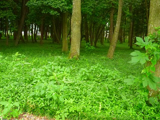 �����Q�T�N�x������Q�񍑕����Տ����O�P