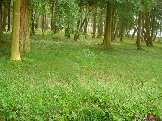 平成25年度国西第3回国分寺跡除草01