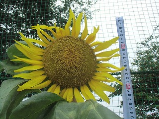 細谷TOP枠付き写真