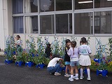 R8asagaoi7gatu1.jpg