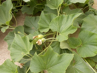 R8yugao07272.jpg
