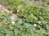 R8yugao0803.jpg