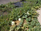 R8yugao0810.jpg