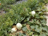 R8yugao0817.jpg