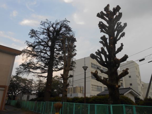 R7杉と銀杏