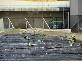 R70508yasai6.jpg