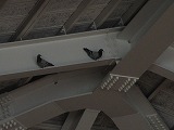 R70527hato1.jpg