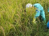 R70926inekari4.jpg