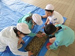 R80430tanemaki12.jpg