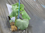 R80512yasai11.jpg