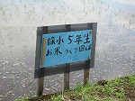 R80525taue15.jpg