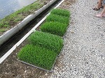 R80525taue2.jpg