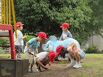 R80612koala8.jpg