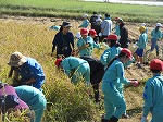 R81008inekari5.jpg