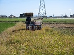 R81008inekari9.jpg
