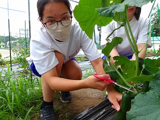 07野菜