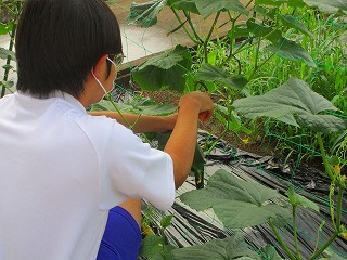 07野菜