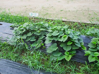 07野菜